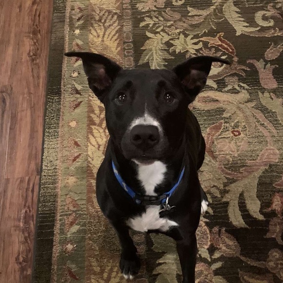 Meet your Posher, Daniel - Picture 1 of 1